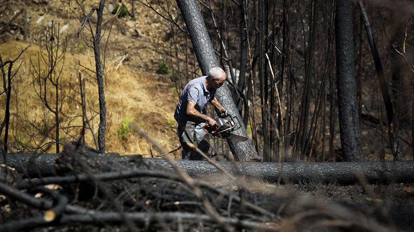 A serração ficou com 600 hectares de terrenho com árvores queimadas