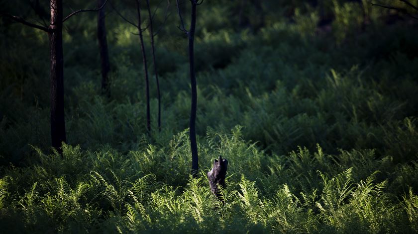 Atenção redobrada nas florestas. Foto: Joana Bourgard/RR