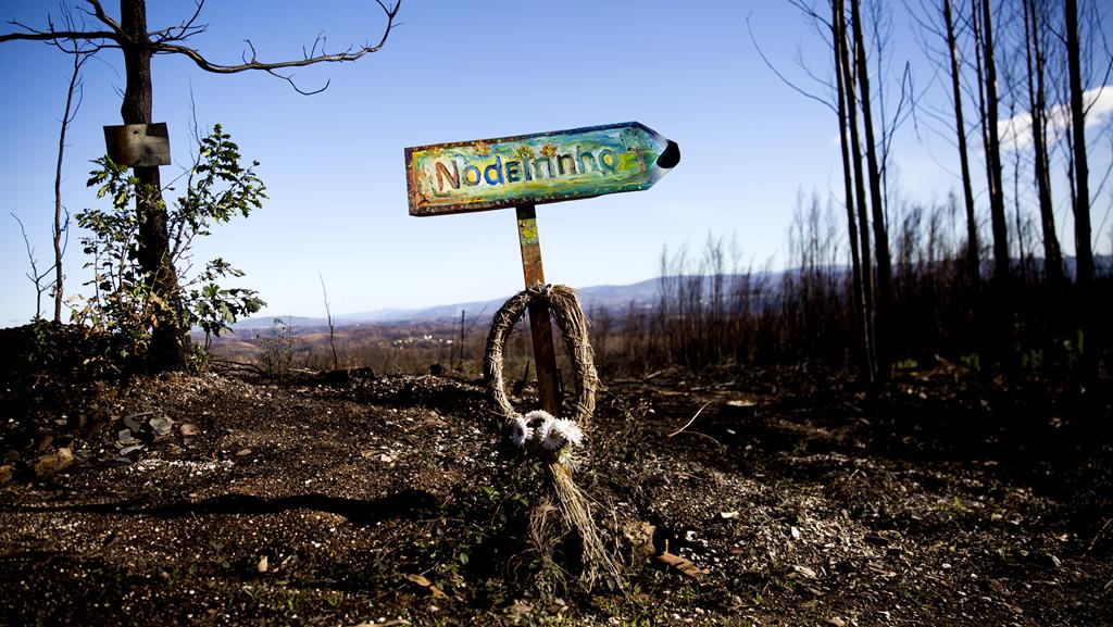 Imagem da floresta seis meses após o incêndio de Pedrógão Grande. Foto: Joana Bourgard/RR