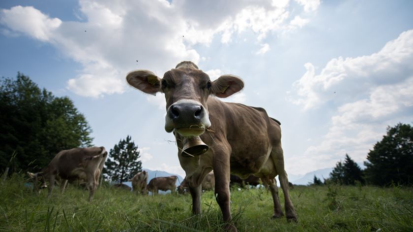Relatório defende corte para metade no consumo de carne vermelha. Foto: Daniel Kopatsch/EPA