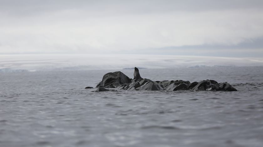 O krill é fundamental para a alimentação de vários peixes, focas e pinguins. 