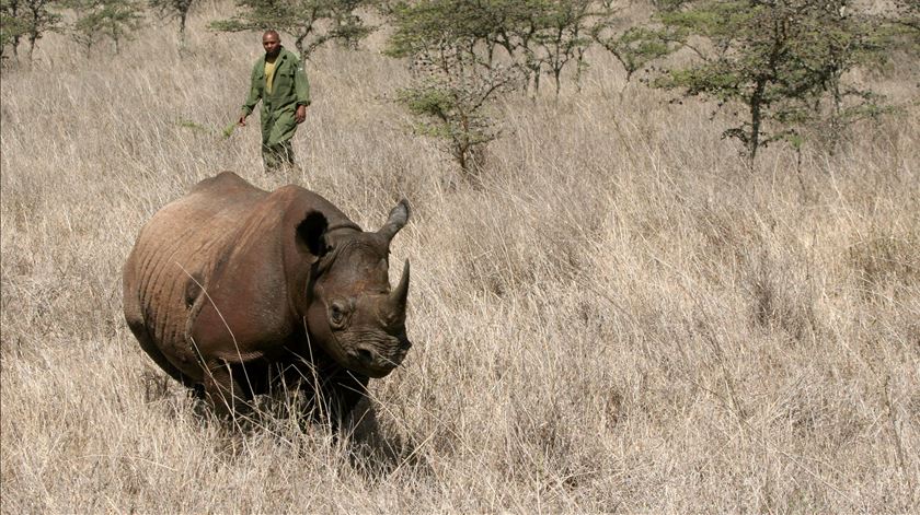 Já só há 5.500 rinocerontes-negros no mundo, 750 deles no Quénia. Foto: Thomas Mukoya/Reuters