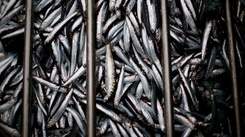 Pesca da sardinha reabre quinta-feira mas com limitações diárias