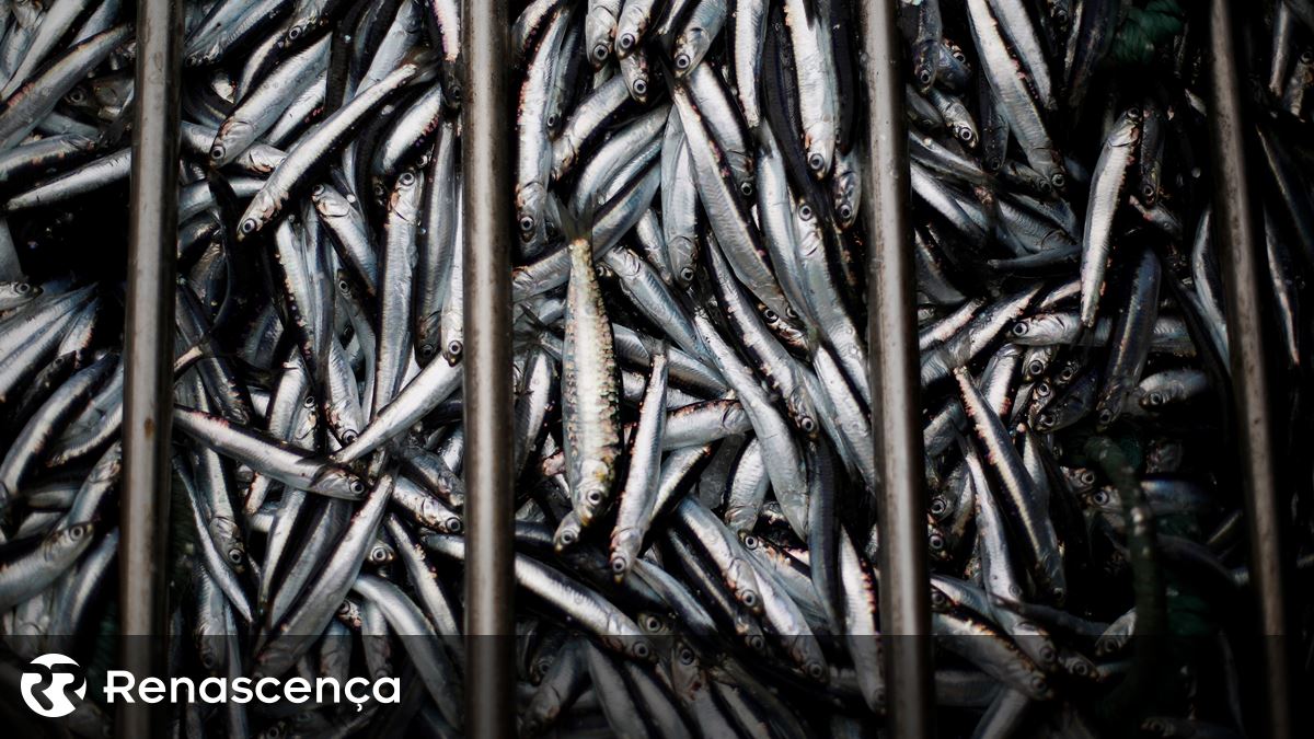 Apreendidas 5 toneladas de sardinha no porto de Sesimbra