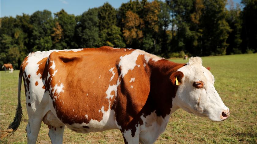 As vacas sem cornos estão em maioria na Suíça. Foto: Denis Balibouse/Reuters
