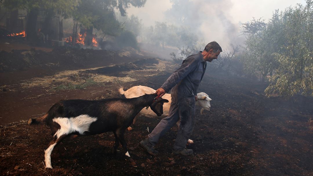 Incêndio na aldeia de Makrimalli, na Grécia. Foto: Costas Baltas/ Reuters