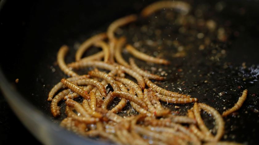 Larvas, gafanhotos, grilos e besouros.  Venda de insetos como alimento aprovado em Portugal