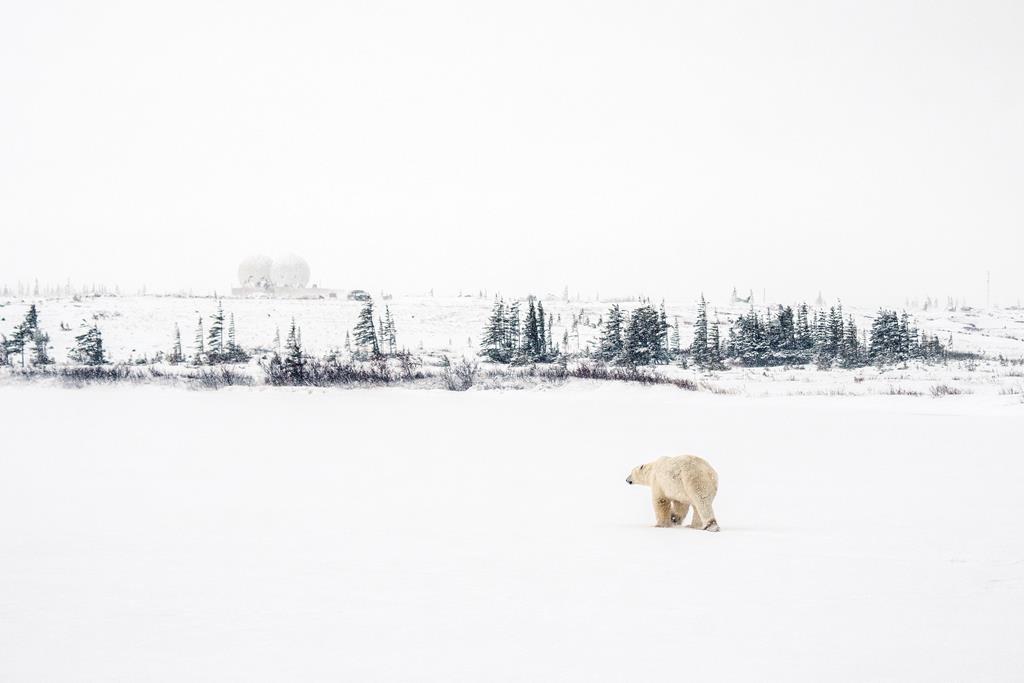 Urso polar procura abrigo, antes de uma tempestade em Manitoba, no Canadá. Foto: Carlos Osorio/Reuters