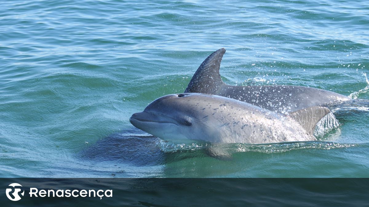 Observação de golfinhos proibida em agosto na entrada do Estuário do Sado