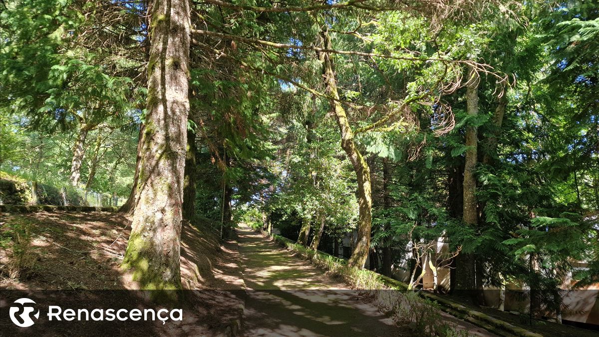 Consumo de portugueses pode destruir anualmente 2.700 hectares de floresta