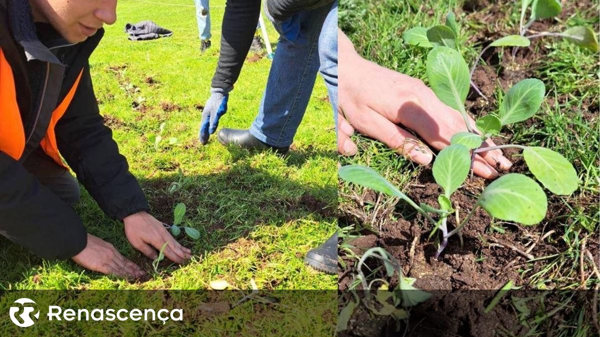 Ativistas da Climáximo constroem horta urbana no campo de golfe de Oeiras