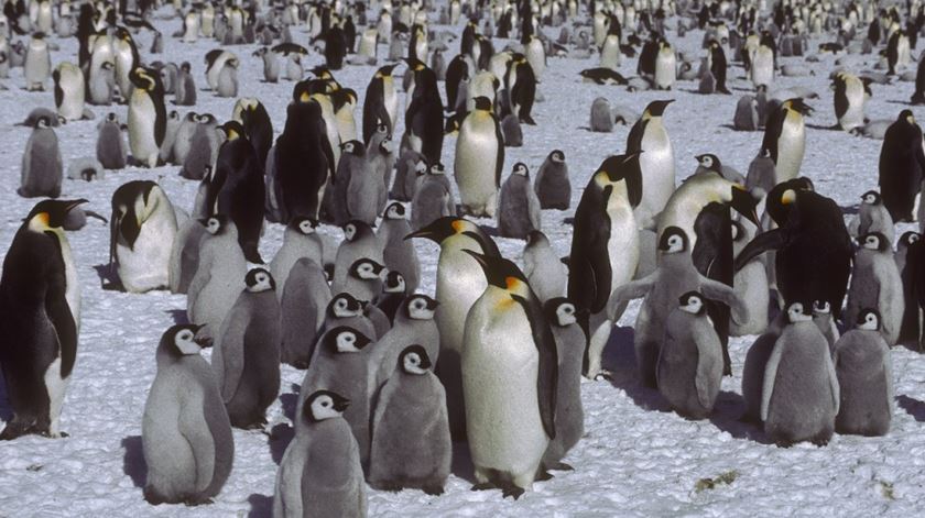 Foto: British Antarctic Survey