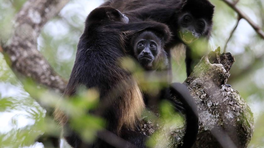 México com temperaturas tão elevadas que macacos-bugios estão a cair mortos das árvores
