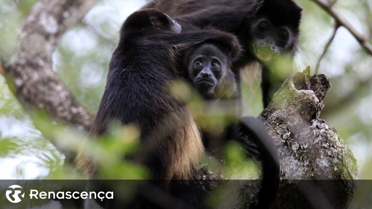 México com temperaturas tão elevadas que macacos-bugios estão a cair mortos das árvores