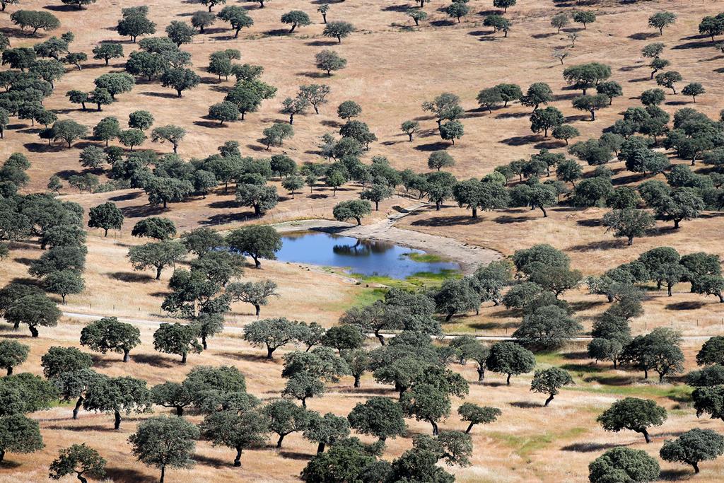 Algumas zonas do Alentejo e do Algarve já estão em seca extrema. Foto: Nuno Veiga/Lusa