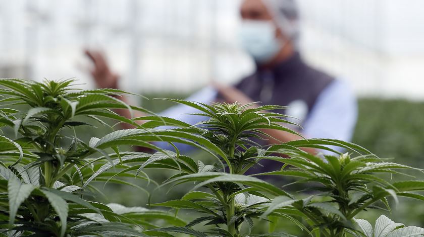 EUA podem vir a reclassificar marijuana como droga menos perigosa