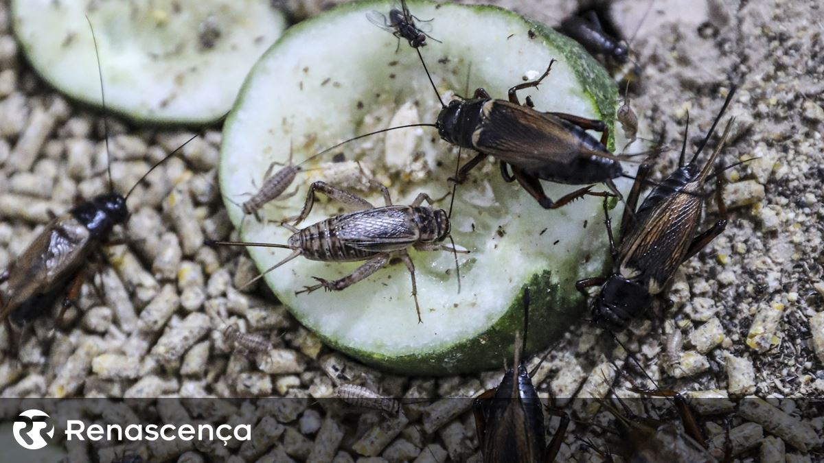 Dos insetos ao foie gras de laboratório. "Desafios que temos pela frente vão obrigar a alterar produção de alimentos e o que pomos na mesa"