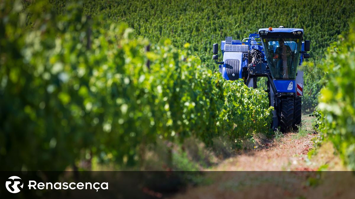 Setor do vinho pede agilização de verbas e debate-se com excesso de stock