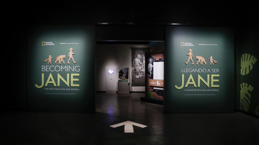 Exposição em Los Angeles denominada "Becoming Jane: The Evolution of Dr. Jane Goodall".  Foto: Caroline Brehman/EPA