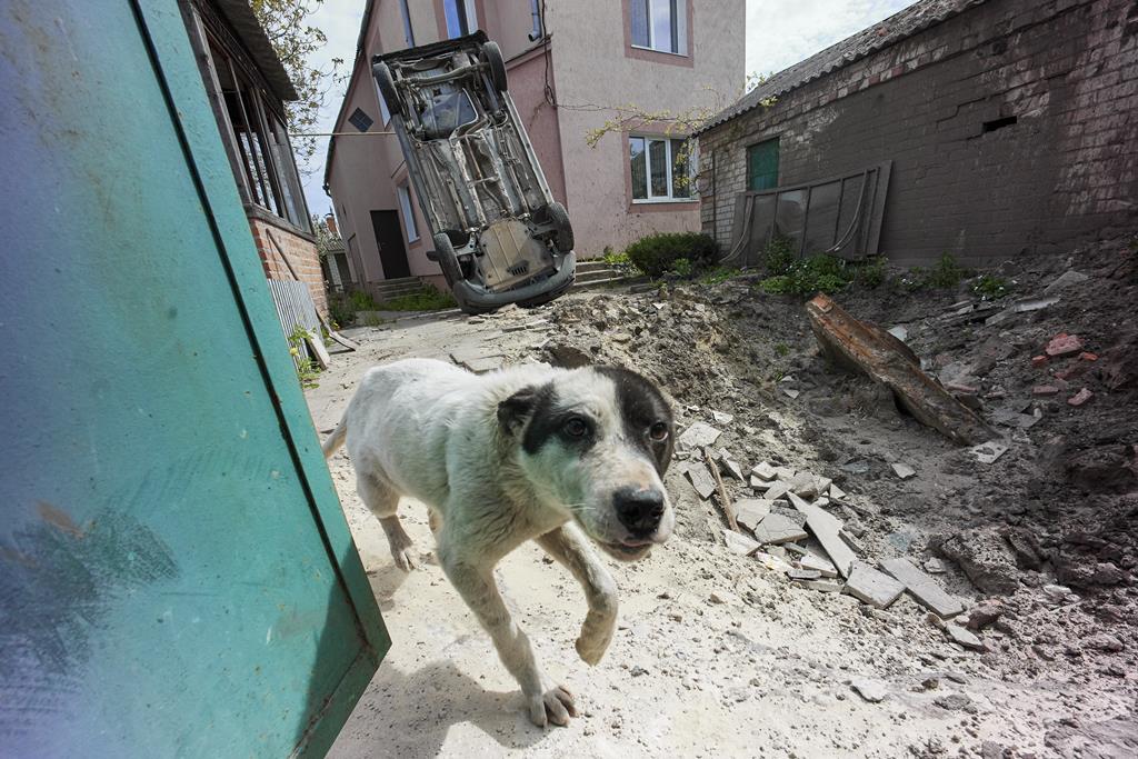 guerra na Ucrânia - cão caminha através da destruição nos arredores de Kharkiv Foto: Sergey Kozlov/EPA