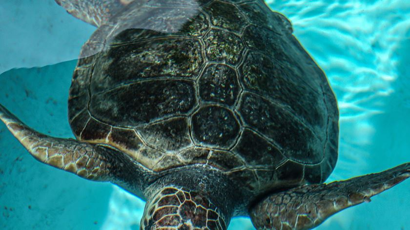 Marinha e Zoomarine libertam quinta-feira duas tartarugas ao largo de Portimão