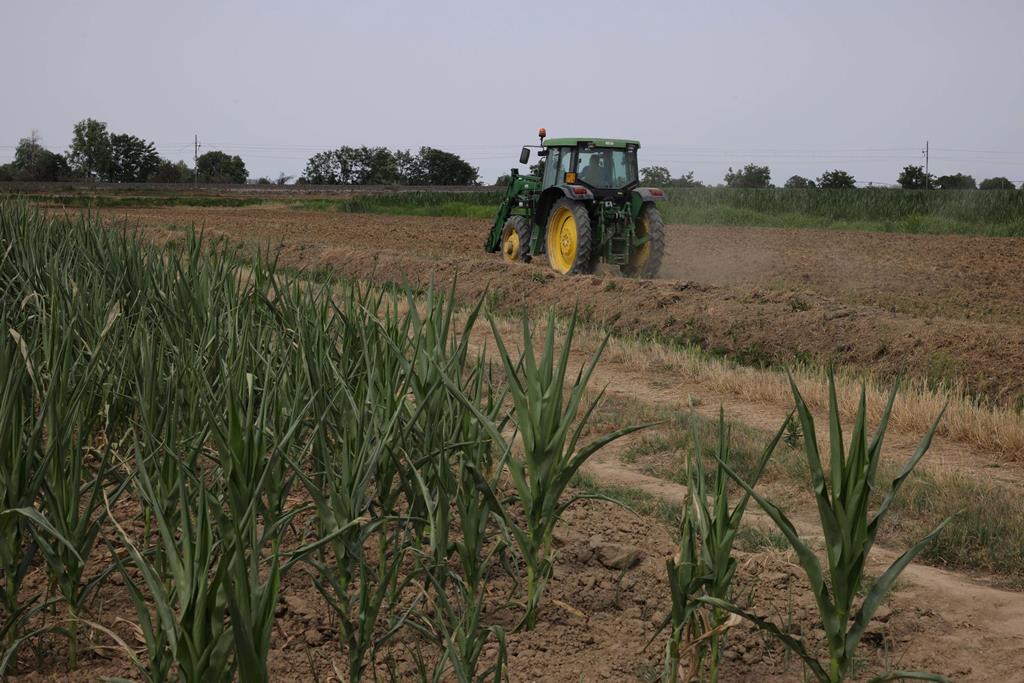 Seca a prejudicar a Agricultura Foto: Filippo Venezia/EPA