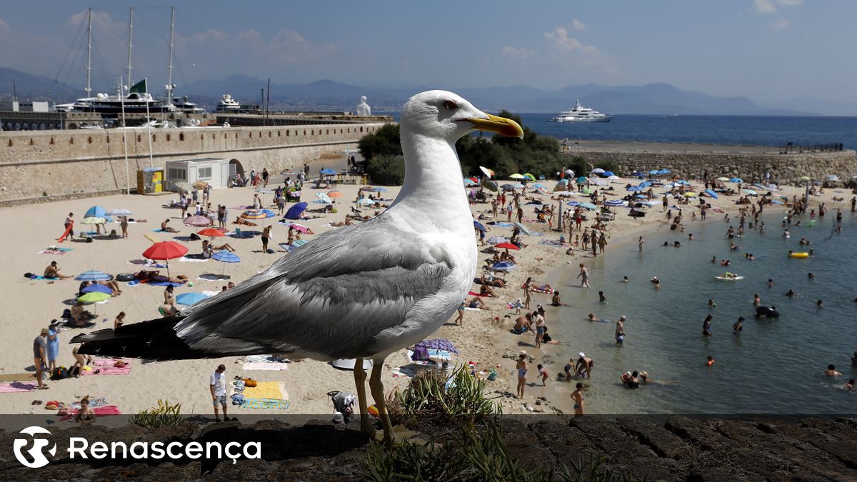 Gripe das aves detetada em gaivotas de Aveiro e Leiria