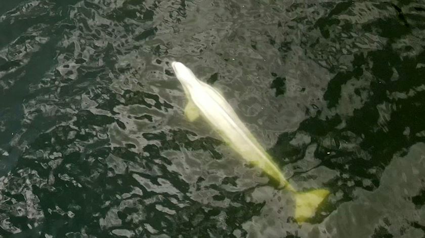 Morre beluga que estava perdida no rio Sena, na França, Mundo