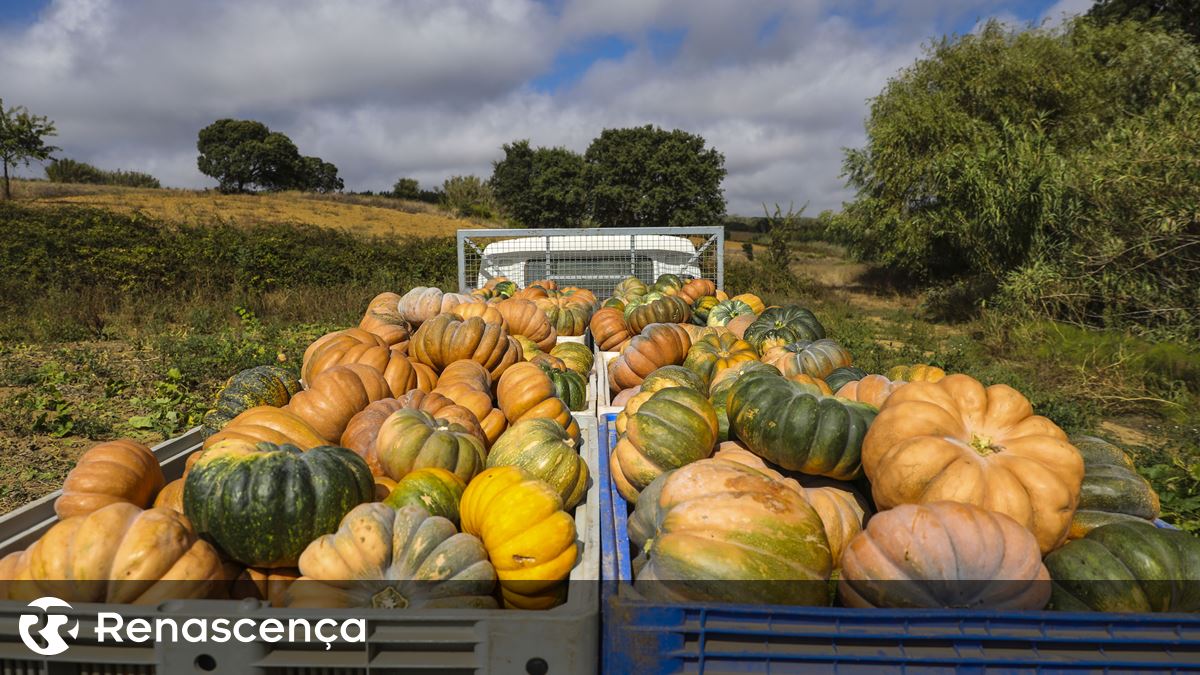 Agricultores vão contar com apoio excecional de 60 milhões em 2025