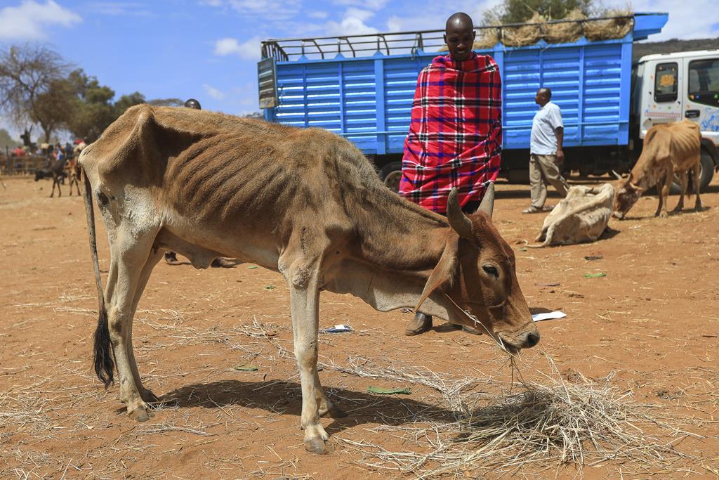 A seca está a matar gado no Quénia Foto: Daniel Irungu/EPA