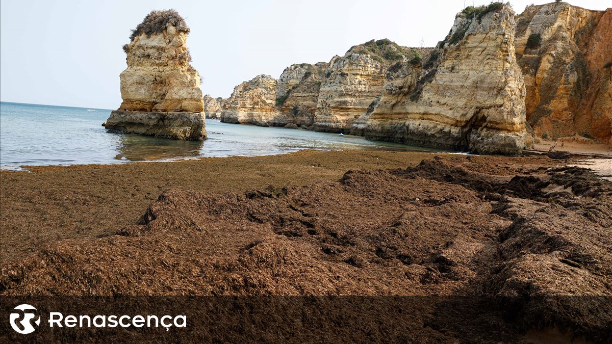 "Toneladas de algas" nas praias de Portimão devem ser removidas até ao inicio da próxima semana