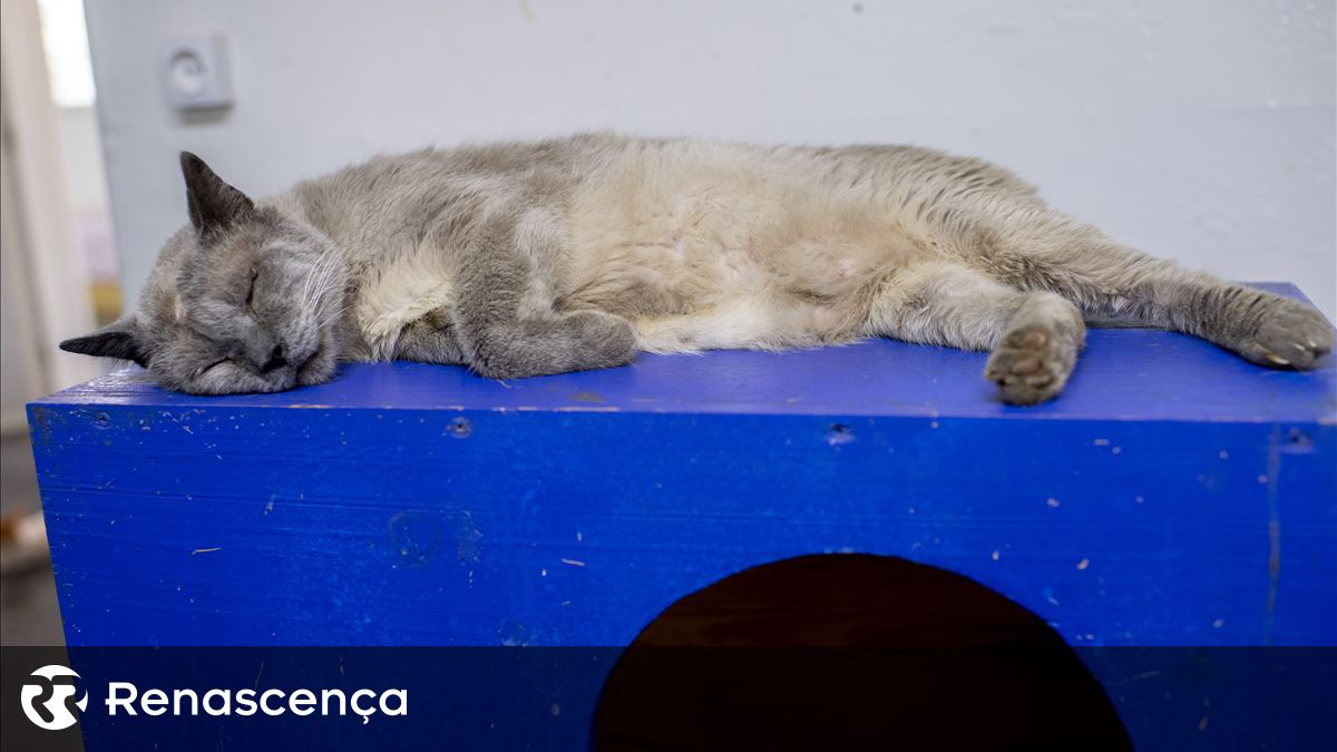 Barreiro. Cuidadores denunciam rapto de gatos