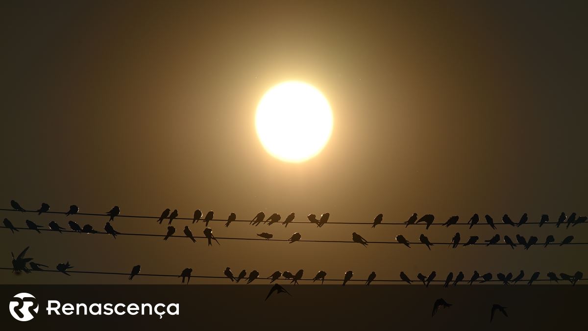 "Censo de Aves Comuns". Número de Andorinhas em Portugal caiu 40% em 20 anos