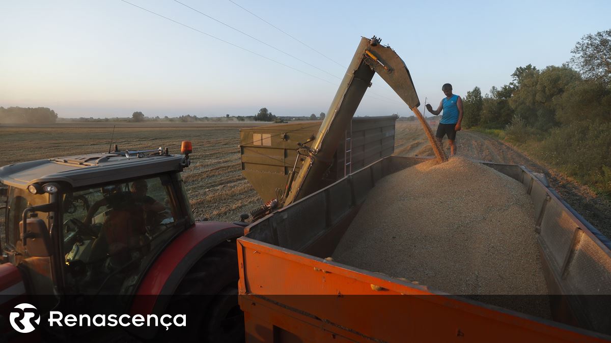 Ucrânia. Colheita de cereais em perspetiva descendente com repercussões globais