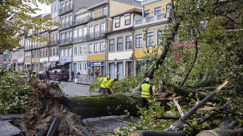 Mau tempo: Árvore de grande porte cai na praça da República no Porto e corta o trânsito. Foto: José Coelho/Lusa
