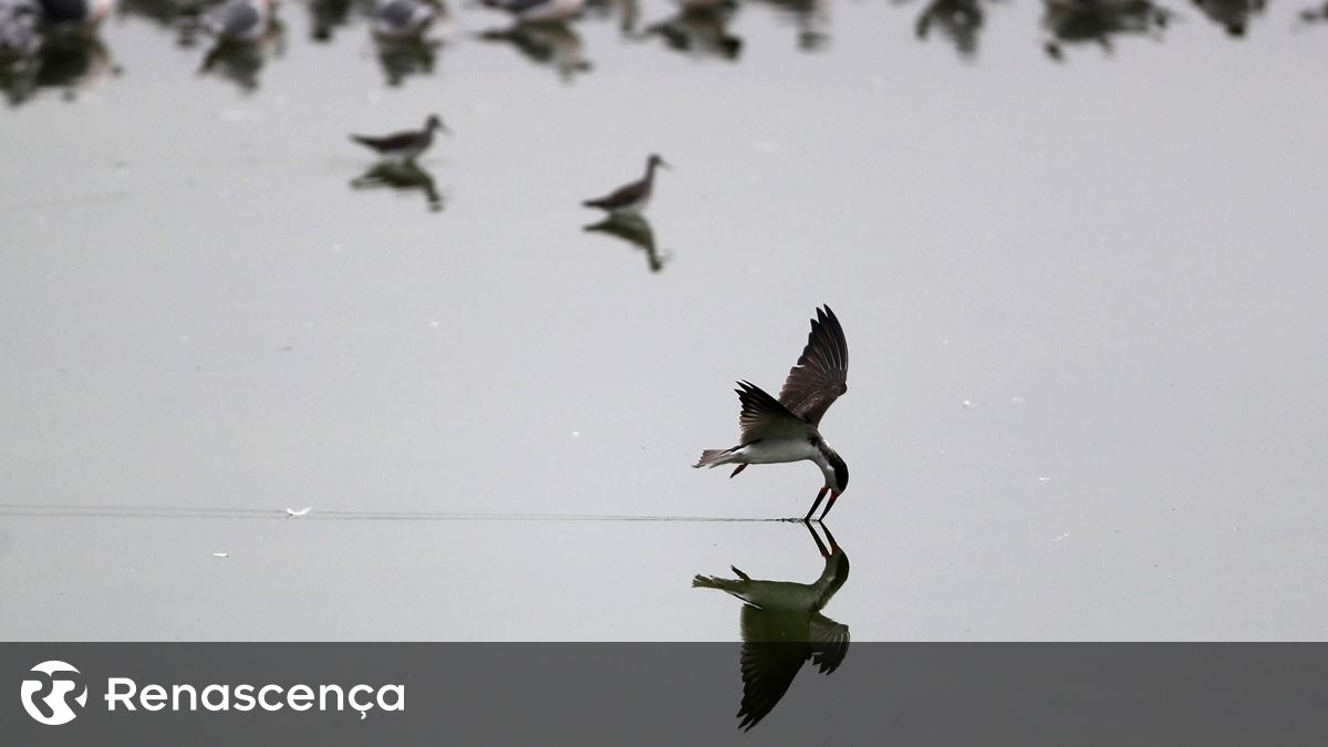 Pesca mata acidentalmente 200 mil aves marinhas por ano na Europa