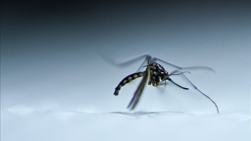 Brasil ultrapassa cinco milhões de casos prováveis de dengue este ano