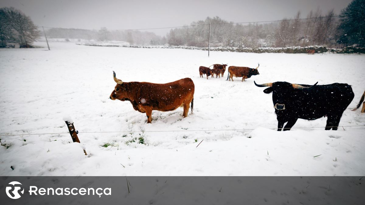 Oito distritos em aviso amarelo devido a queda de neve