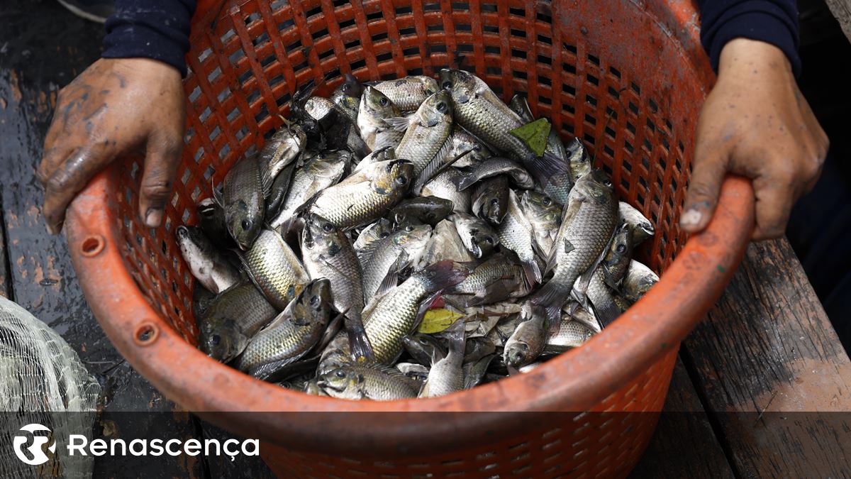 Cinzas levadas pela chuva podem estar na origem de peixes mortos no Douro