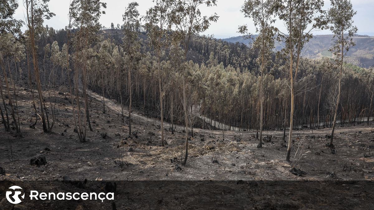 Intervenção de emergência para travar arrastamento de terras para o rio Vouga