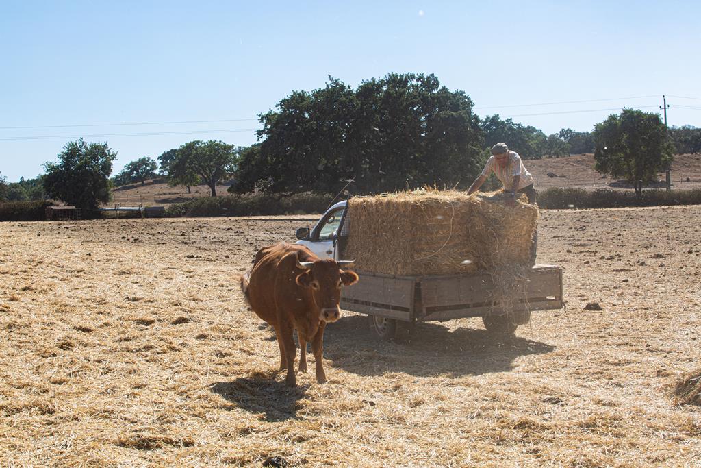 José Ventura e um trabalhador alimentam as vacas. Foto: Maria Costa Lopes/RR
