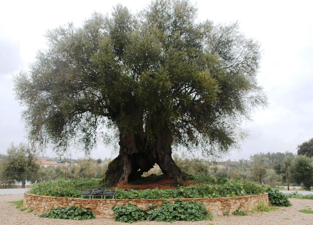 A árvore mais antiga de Portugal tem 3.350 anos. Foto: UTAD