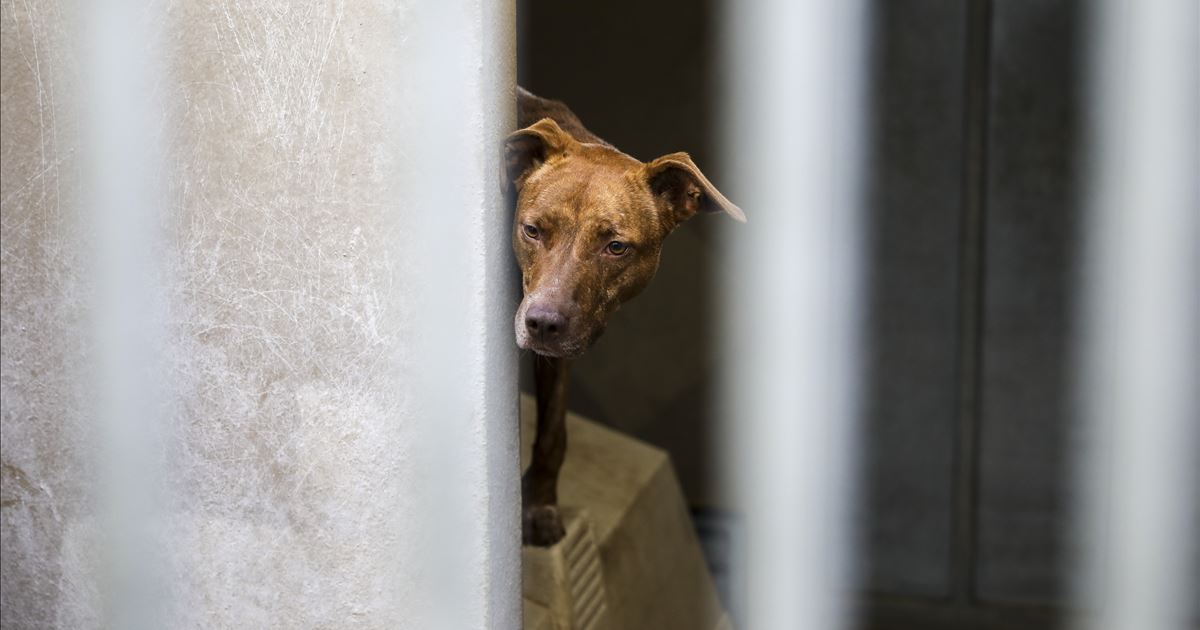 Canil suspeito de maus-tratos em Santa Maria da Feira continua a acolher animais