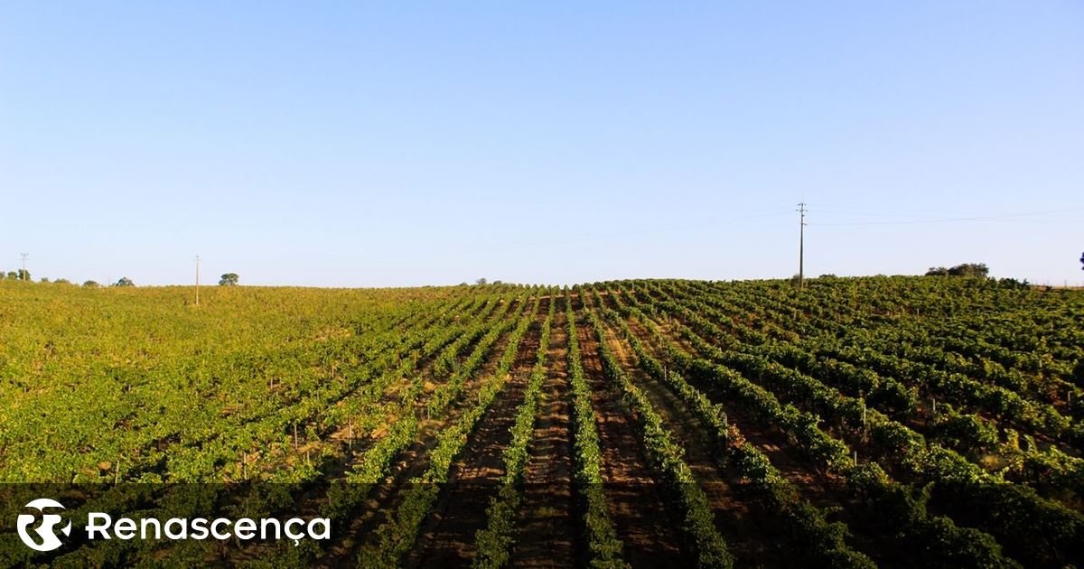 Comerciantes e Exportadores de Vinhos dizem que linha de crédito não resolve problemas na viticultura