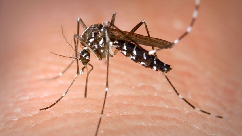Aedes Albopictus mosquito transmissor de dengue. Foto: Wikipedia