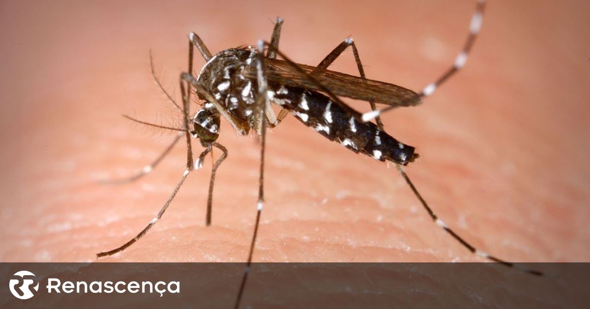 Les moustiques qui propagent la dengue et le zika se propagent dans toute l’Europe