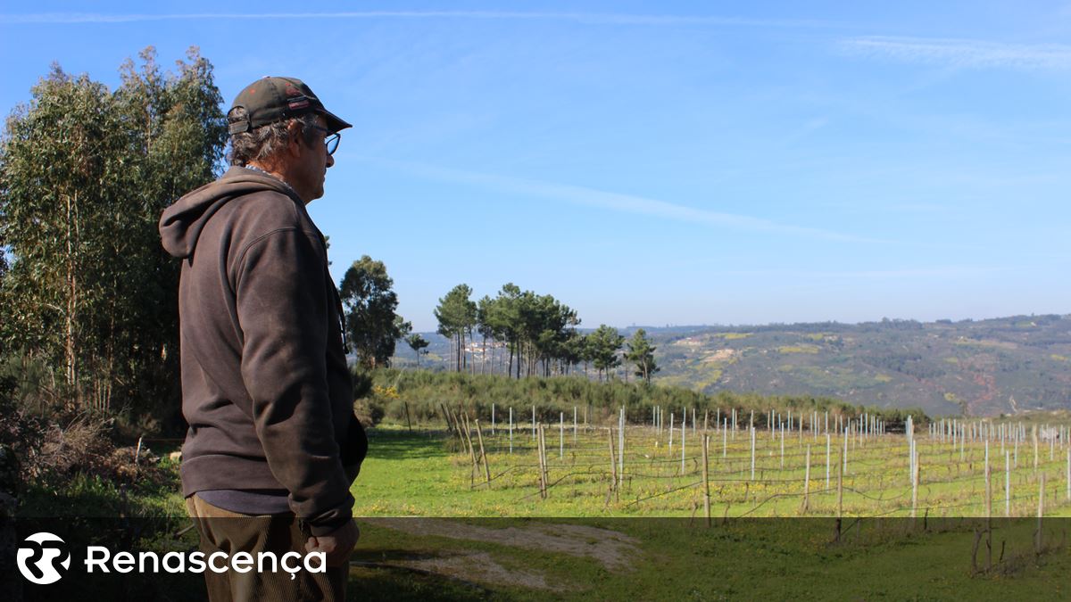 ​João Paulo desistiu de ser patrão na agricultura. “É uma maneira alegre de empobrecer”