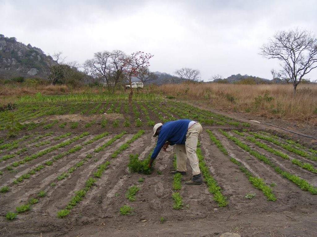 Grupo Ondjoyetu ajudou a cultivar terrenos no Gungo, Angola. Foto: Emanuela Dias