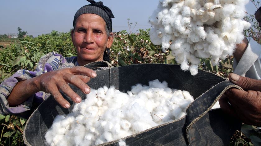 Produção global de algodão consome 3,75 milhões de litros de água por ano. Foto: Khaled Elfiqi/EPA