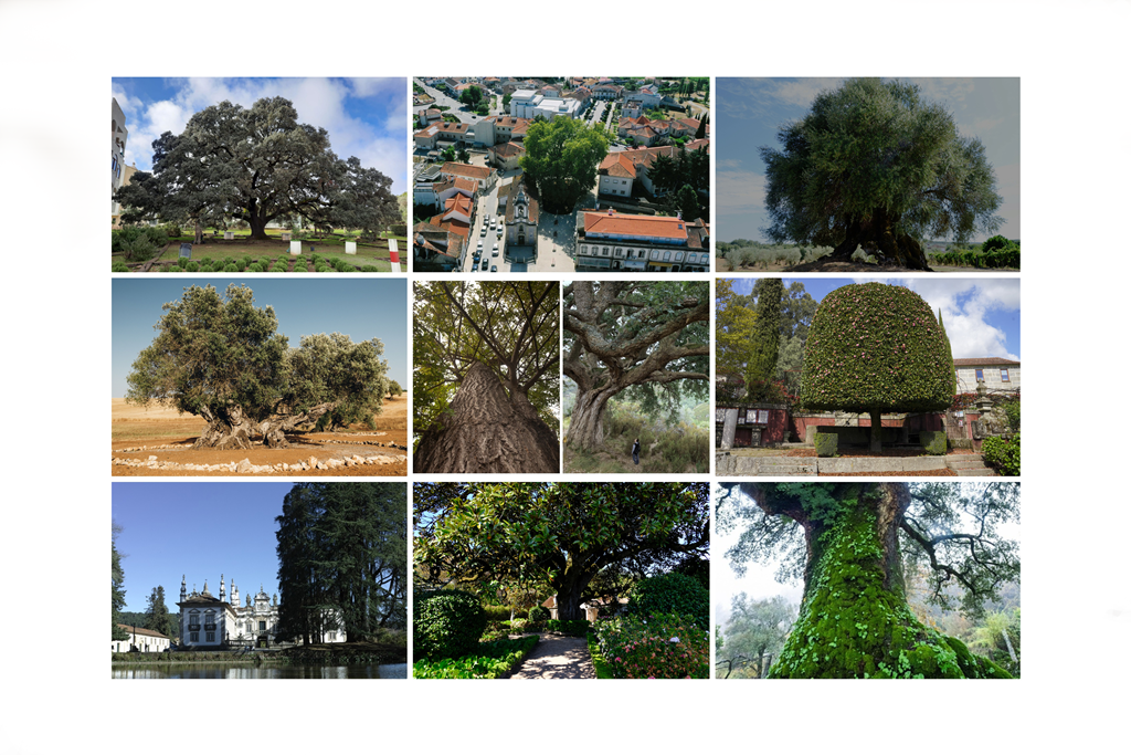 Fotos: Portugal Tree of the Year
